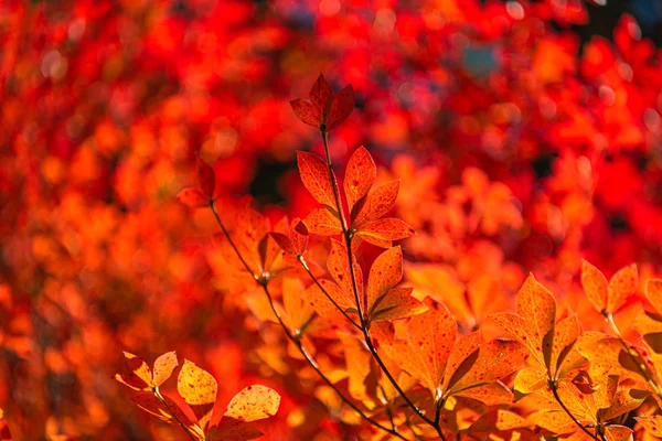 Close-up Enkianthus (Dodan-Tsutsuji) folhagem queda em dia ensolarado. belo outono paisagem fundo — Fotografia de Stock