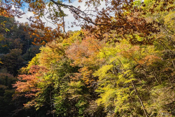 Geibi Gorge ( Geibikei ) Güneşli bir günde sonbahar yaprakları manzara manzarası. Ichinoseki, Iwate Prefecture, Japonya'da muhteşem sonbahar renkleri güzel manzaralar