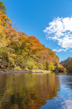 Geibi Gorge ( Geibikei ) Güneşli bir günde sonbahar yaprakları manzara manzarası. Geçitte birçok yaban ördeği ve gezi tekneleri geçerken yiyecek aramak için akın ederler. Ichinoseki, Iwate Prefecture, Japonya