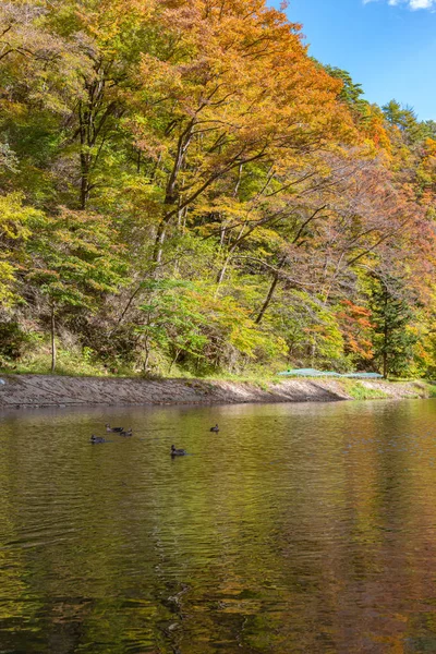 Ущелина гейбі (гейм) з осінніх листя на сонячних днях. Багато диких качок у ущелині, і вони стадо навколо шукає їжу, коли екскурсійні човни проходять повз. Ітіносекі, Префектура Івате, Японія — стокове фото