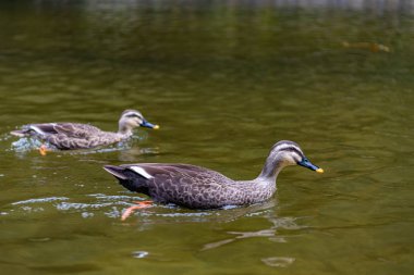 yakın çekim yaban ördekleri (doğu spot gagalı ördek) güneşli bir günde suda yüzme. Geibi Gorge, Ichinoseki, Iwate Prefecture, Japonya