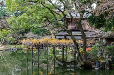 Güneşli bir günde suda yüzen yaban ördekleri. sonbahar yeşillik manzara görünümü. Kyoto İmparatorluk Sarayı, Kyoto, Japonya