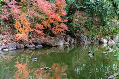 Güneşli bir günde suda yüzen yaban ördekleri. sonbahar yeşillik manzara görünümü. Kyoto İmparatorluk Sarayı, Kyoto, Japonya