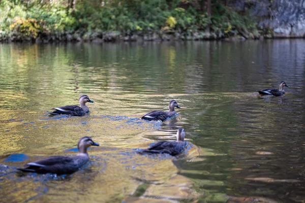 Nahaufnahme Wildenten (Östliche Spotschnabelente), die an sonnigen Tagen im Wasser schwimmen. geibi schlucht, ichinoseki, iwate präfektur, japan — Stockfoto