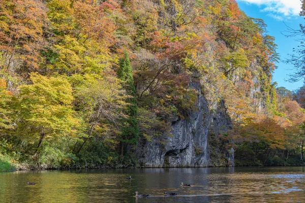 Geibi Gorge ( Geibikei ) Güneşli bir günde sonbahar yaprakları manzara manzarası. Geçitte birçok yaban ördeği ve gezi tekneleri geçerken yiyecek aramak için akın ederler. Ichinoseki, Iwate Prefecture, Japonya — Stok fotoğraf