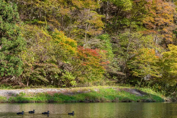 Gorge de Geibi (Geibikei) Vue de paysage de feuillage d'automne par temps ensoleillé. Beaucoup de canards sauvages dans la gorge et ils affluent à la recherche de nourriture lorsque les bateaux de tourisme passent. Ichinoseki, Préfecture d'Iwate, Japon — Photo