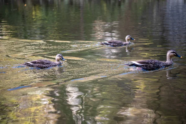 Nahaufnahme Wildenten (Östliche Spotschnabelente), die an sonnigen Tagen im Wasser schwimmen. geibi schlucht, ichinoseki, iwate präfektur, japan — Stockfoto