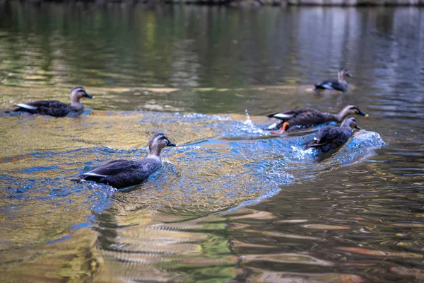 Крупным планом плавают дикие утки (восточные пятнистые утки) в воде в солнечный день. Ущелье Гейби, Ичиносеки, префектура Иватэ, Япония — стоковое фото