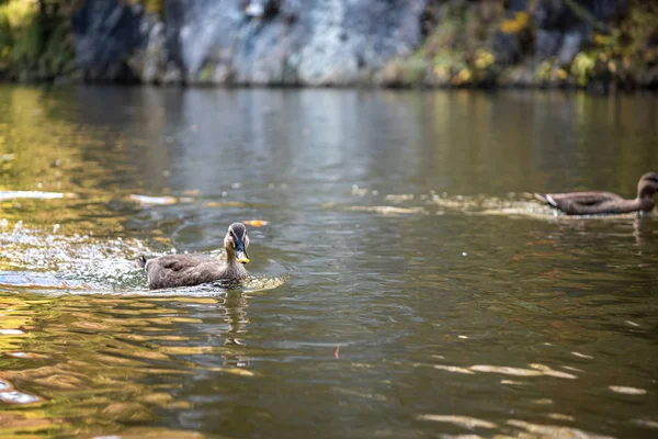 Nahaufnahme Wildenten (Östliche Spotschnabelente), die an sonnigen Tagen im Wasser schwimmen. geibi schlucht, ichinoseki, iwate präfektur, japan — Stockfoto