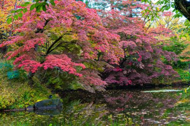 Hirosaki Castle Park Sonbahar yeşillik manzara görünümü. Güneşli bir günde yüzeye yansıyan çok renkli güzel manzaralar. Hirosaki city, Aomori Prefecture, Japonya