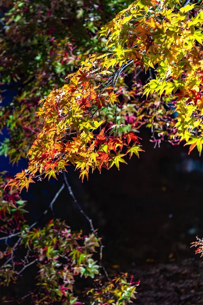 クローズアップカラフルな紅葉は夜に点灯します。美しい秋の風景の背景 — ストック写真