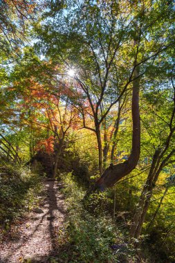 Güneşli bir günde Mitake Shosenkyo Gorge Sonbahar yeşillik manzara manzarası. Muhteşem sonbahar renklerigüzellik manzaralar. Kofu, Yamanashi Prefecture, Japonya'da popüler turistik mekanlar