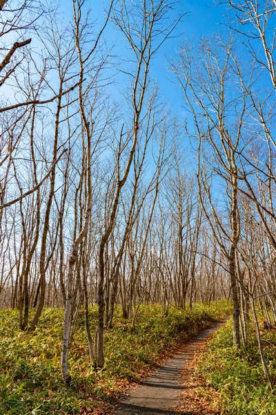withered trees and footpath in the woodland in sunny day. A hiking concept backgrounds. Kushiro Shitsugen national park, Hokkaido, Japan