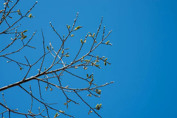 Nahaufnahme Bäume Knospen und Äste mit blauem Himmel Hintergrund — Stockfoto