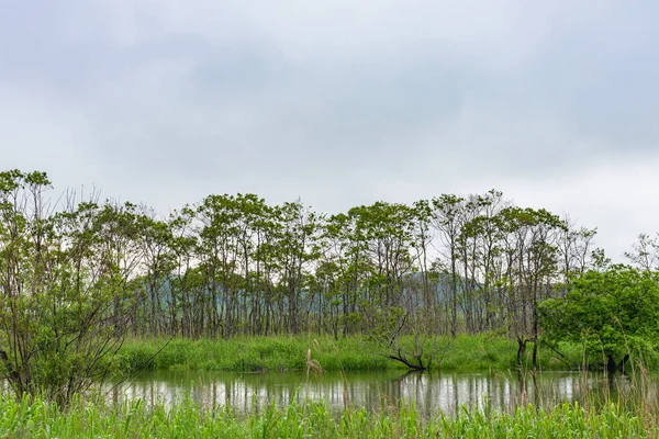 Yaz günü Hokkaido 'daki Kushiro Shitsugen Ulusal Parkı, Japonya' nın en büyük sulak arazisi olan Hosooka gözlem güvertesinden manzara. Park, sulak arazi ekosistemleriyle ünlüdür. — Stok fotoğraf