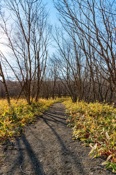 withered trees and footpath in the woodland in sunny day. A hiking concept backgrounds. Kushiro Shitsugen national park, Hokkaido, Japan