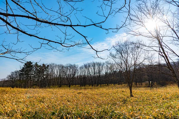 Засохшие деревья и голубое небо в лесу в солнечный день. Концепция пеших прогулок. Национальный парк Кусиро-Сицуген, Хоккайдо, Япония — стоковое фото