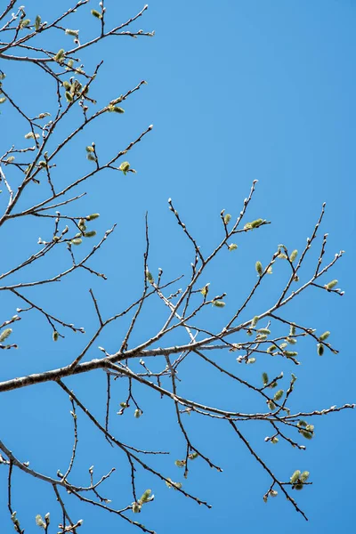Yakın ağaç tomurcukları ve dalları mavi gökyüzü arkaplanına sahiptir. — Stok fotoğraf