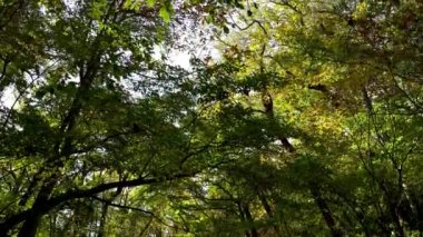 Sonbahar güneşli bir günde Oirase Stream, güzel bir sonbahar yeşilliği sahnesi. Orman, akan nehir, düşen yapraklar, Towada Hachimantai Ulusal Parkı 'nda yosunlu kayalar, Aomori Bölgesi, Japonya