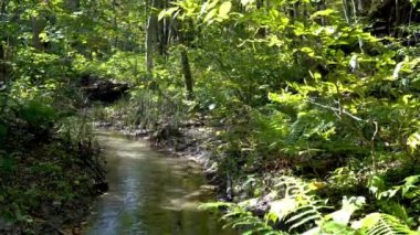 Sonbahar güneşli bir günde Oirase Stream, güzel bir sonbahar yeşilliği sahnesi. Orman, akan nehir, düşen yapraklar, Towada Hachimantai Ulusal Parkı 'nda yosunlu kayalar, Aomori Bölgesi, Japonya