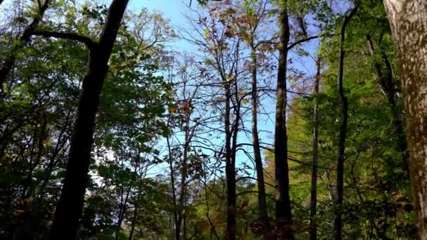 秋の晴れた日に奥入瀬ストリームの観光客の歩行経路は 美しい紅葉のシーン 青森県十和田八幡平国立公園内の森 流れる川 落ち葉 苔むした岩 — ストック動画
