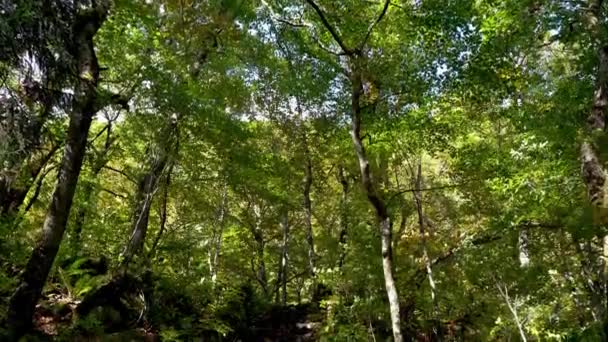 Oirase Stream Toeristische Wandelpad Herfst Zonnige Dag Prachtige Herfst Gebladerte — Stockvideo