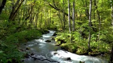 Sonbahar güneşli bir günde Oirase Stream, güzel bir sonbahar yeşilliği sahnesi. Orman, akan nehir, düşen yapraklar, Towada Hachimantai Ulusal Parkı 'nda yosunlu kayalar, Aomori Bölgesi, Japonya
