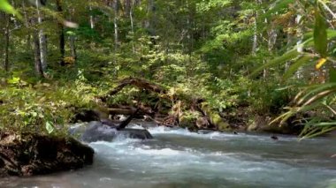 Sonbahar güneşli bir günde Oirase Stream, güzel bir sonbahar yeşilliği sahnesi. Orman, akan nehir, düşen yapraklar, Towada Hachimantai Ulusal Parkı 'nda yosunlu kayalar, Aomori Bölgesi, Japonya
