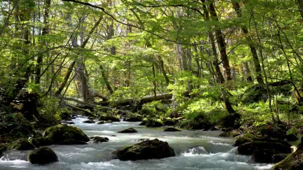 Oirase Stream Herfst Zonnige Dag Prachtige Herfst Gebladerte Scène Bos — Stockvideo