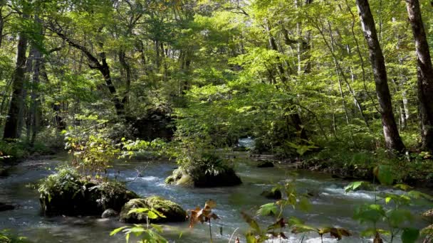 Oirase Stream Autumn Sunny Day Beautiful Fall Foliage Scene Forest — Stock Video