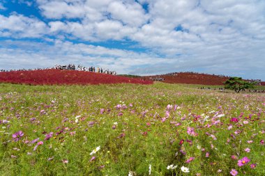 Ibaraki Eyaleti, Japonya - 20, 2019: Kalabalık Hitachi Sahil Parkı 'ndaki kırmızı kochia çalılarını görmek için Miharashi Tepesi' ne gidiyor. Kochia Karnavalı.