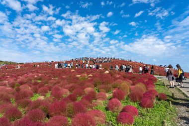 Ibaraki Eyaleti, Japonya - 20, 2019: Kalabalık Hitachi Sahil Parkı 'ndaki kırmızı kochia çalılarını görmek için Miharashi Tepesi' ne gidiyor. Kochia Karnavalı.
