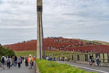 Ibaraki Eyaleti, Japonya - 20, 2019: Kalabalık Hitachi Sahil Parkı 'ndaki kırmızı kochia çalılarını görmek için Miharashi Tepesi' ne gidiyor. Kochia Karnavalı.