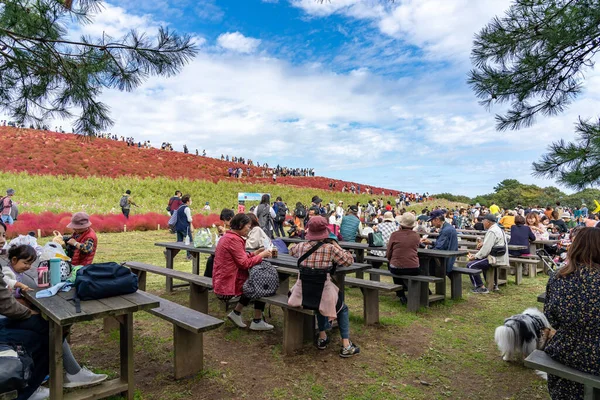 Prefettura di Ibaraki, Giappone - 20 ottobre 2019: I turisti riposano nel parco balneare Hitachi nel carnevale rosso di kochia. — Foto Stock