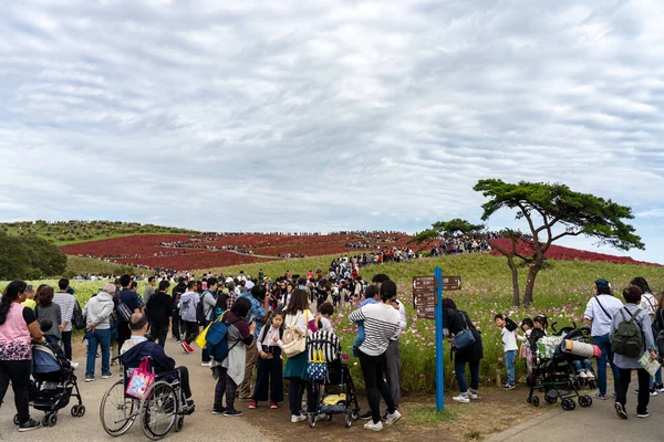 Prefettura di Ibaraki, Giappone - 20 ottobre 2019: persone affollate che si recano sul colle Miharashi per vedere i cespugli rossi di kochia nel parco marino Hitachi. Carnevale di Kochia. — Foto Stock
