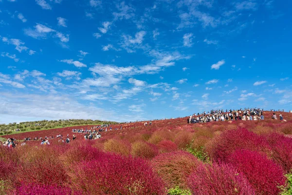 Ibaraki Eyaleti, Japonya - 20, 2019: Kalabalık Hitachi Sahil Parkı 'ndaki kırmızı kochia çalılarını görmek için Miharashi Tepesi' ne gidiyor. Kochia Karnavalı. — Stok fotoğraf