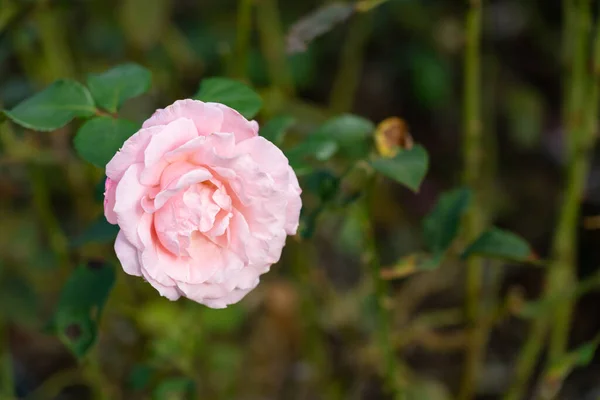 V zahradě kvetou barevné růže. Detailní záběr, rozmazané pozadí — Stock fotografie