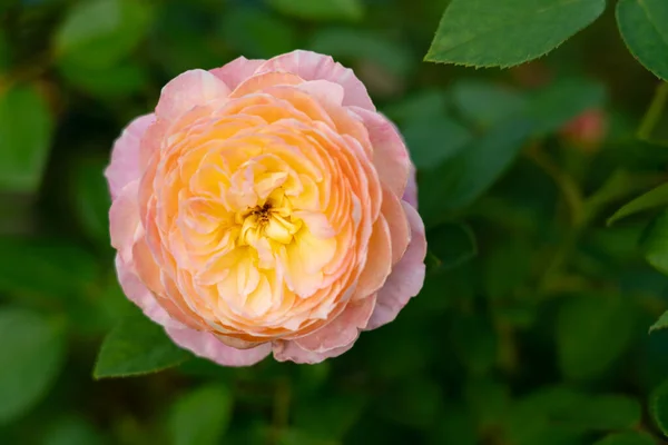 Bunte Rosen blühen im Garten. Nahaufnahme, verschwommener Hintergrund — Stockfoto