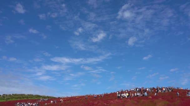 茨城県 2019年10月20日 日立シーサイドパークの赤いコキアの茂みを見に みはらしの丘に行く群衆 コキアカーニバル — ストック動画