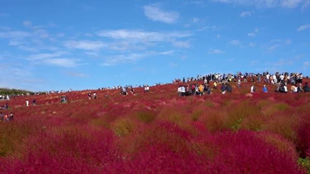 茨城県 2019年10月20日 日立シーサイドパークの赤いコキアの茂みを見に みはらしの丘に行く群衆 コキアカーニバル — ストック動画