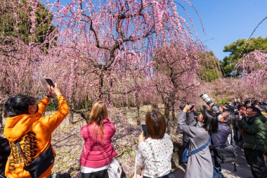 Kyoto, Japonya - 28 Şubat 2024: Jonangu Tapınağı Japon Bahçesinde ağlayan erik çiçeklerinin fotoğraflarını çeken kalabalık.