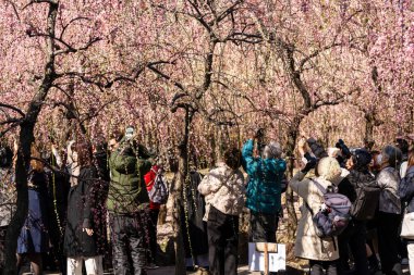 Kyoto, Japonya - 28 Şubat 2024: Jonangu Tapınağı Japon Bahçesinde ağlayan erik çiçeklerinin fotoğraflarını çeken kalabalık.