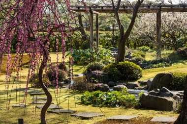 Japonya, Kyoto 'daki Jonangu Tapınağı' nda çiçek açmış erik ağaçları..