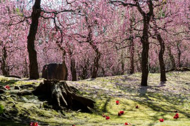 Japonya, Kyoto 'daki Jonangu Tapınağı' nda çiçek açmış erik ağaçları..