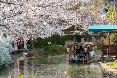 Kyoto, Japonya - 3 Nisan 2025: JR Nijo İstasyonu girişi ilkbaharda çiçek açan güzel kiraz çiçekleriyle, toplu taşıma manzaralı bir şehir manzarası.