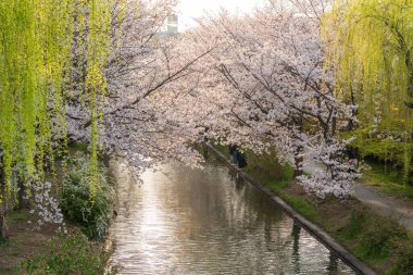 Kyoto, Japonya - 3 Nisan 2025: JR Nijo İstasyonu girişi ilkbaharda çiçek açan güzel kiraz çiçekleriyle, toplu taşıma manzaralı bir şehir manzarası.