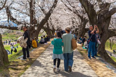 Kyoto, Japonya - 6 Nisan 2025 Sewaritei Embankment 'teki kiraz çiçeği tünelinin altında yürüyen ziyaretçiler, ünlü bir sakura izleme noktası..
