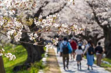Sewaritei Embankment 'ta kiraz çiçeği tünelinin altında yürüyen insanlar, ünlü bir sakura izleme noktası. Kyoto, Japonya.