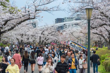 Osaka, Japonya - 8 Nisan 2025: Kema Sakuranomiya Parkı 'nda kiraz çiçekleri festivali, sakura altında kalabalıklar ve yemek tezgahları.