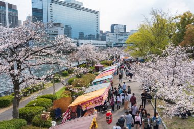 Osaka, Japonya - 8 Nisan 2025: Kema Sakuranomiya Parkı 'nda kiraz çiçekleri festivali, sakura altında kalabalıklar ve yemek tezgahları.